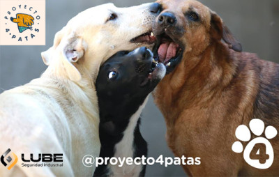 Continuamos con el apoyo a P4P