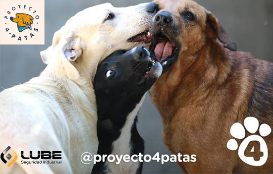 Continuamos con el apoyo a P4P